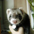 아롱다롱 이미지