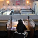 혼공 스터디 카페 이미지