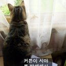지니핀 이미지