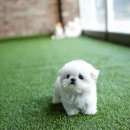 야옹아 멍멍해봐 강아지고양이 평택점 이미지