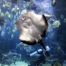 오션시티(Ocean City) 이미지