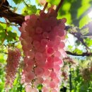 장수헬스클럽 이미지