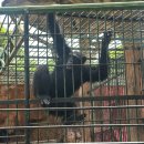 예정농장 | 방콕 사뭇프라칸(samut prakan) 악어농장 미니동물원 후기