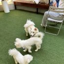 (주)피터펫 이미지