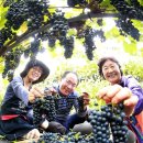 박종진 농장 이미지