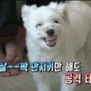 미야옹 이미지