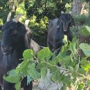 약산농장 이미지