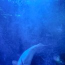 제주벨루가 | 여수 아쿠아플라넷 벨루가쇼 아쿠아리움 공연 시간