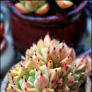 이쁜손톱 이미지