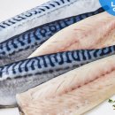 청년고등어 이미지