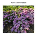 수국도 | 가덕도 외양포야생화단지 아직 덜 핀 6월 가볼만한곳 부산 수국명소