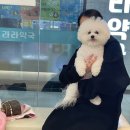 베리굿동물병원 네이버블로그