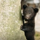 애완동물원 | [세종] 베어트리파크 단풍축제 후기 가을 단풍 데이트 동물원 데이트 #내돈내산