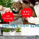 냥이커뮤니케이션 이미지