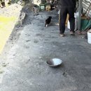 으랏차풍천장어