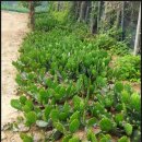 원농장1 이미지