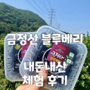 부산 블루베리 농장 금정산 블루베리 아이랑 과일따기 체험 2026년 예약 방법 및 노지 후기