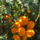 제주 달밤 이미지