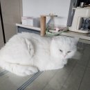 고양이의 산책:묘책 | 동탄 무마취 고양이출장미용 고양이의산책묘책 후기