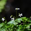 보성야생화 이미지