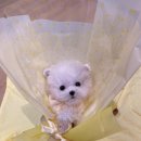 퍼피스토리 이미지