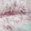 ACE동물병원 이미지