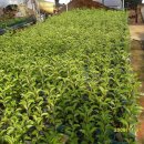 송평농장 이미지