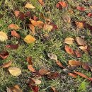 마로니에시근린공원 | 청주 주성동 아이랑 갈 만한 곳 마로니에시 근린공원