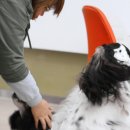 쁘띠퍼피 이미지