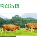 일조한우 이미지
