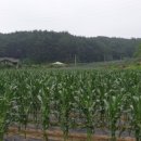 곰밭농장 이미지