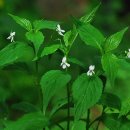 들꽃연가 이미지