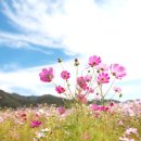 구룡천2 이미지