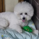 모글리몽 | [공지] 눈이 펑펑펑.~~~