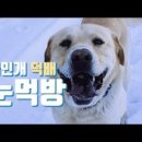 도그 포레스트 이미지