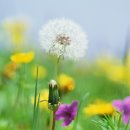 민들레 이미지
