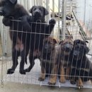 카페 콩가 이미지