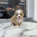 빼로독 강아지분양 의정부본점 이미지