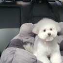 페트롤스테이션