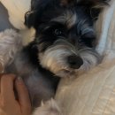 짜순이