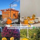 창꼬 더 카페 | 제주 더 콘테나 카페 후기｜ 감귤따기체험가격•음료•아이와 방문 솔직후기