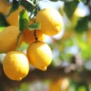 중국원산지 메이어 레몬(Meyer Lemon) 화분 재배 이미지