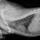 캣앤캣 고양이 병원 이미지