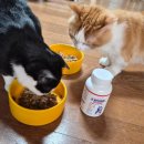 모리동물병원 | 코어린 엘라이신 고양이 영양제 플러스·퓨어 후기｜사료에 섞어 간편 급여