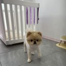 누누띠네 이미지