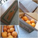 김용환농장2 | 아란마켓 제주 서귀포 소나이팜 한라봉 상큼하니정말 맛있어요