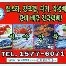 홍어 한마리가격/국산 대청도 참홍어 통마리 판매가격/생물홍어,삭힌홍어,홍탁,홍어삼합,홍어회,홍어무침회. 이미지