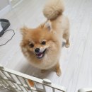 뽀도DOG 이미지