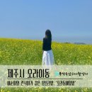오라동메밀밭 제주 폭싹속았수다촬영지 5월 실시간 풍경과 방문 전 꿀팁 체크