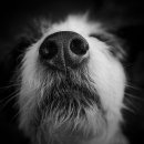 로얄동물메디컬센터 강동 이미지